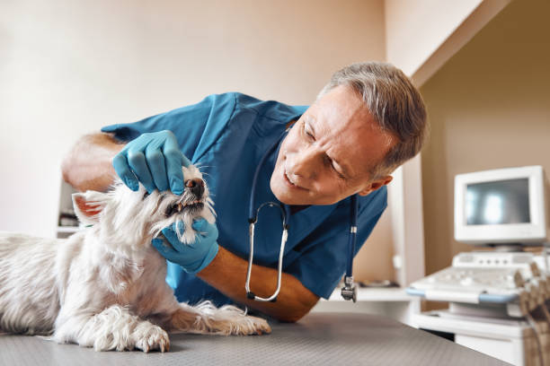 Best 24-Hour Emergency Dental Care in Pocomoke City, MD